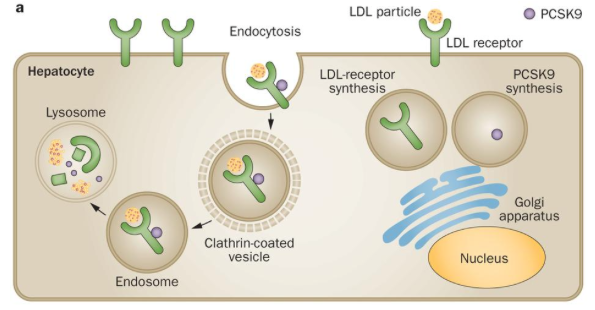 a. PCSK9 is synthesized in the liver as an inactive enzyme precursor that contains a triad of residues required for catalytic activity. PCSK9 circulates in the plasma as a phosphoprotein and, after having been secreted, can immediately bind to, and be endocytosed with, surrounding LDL receptors. The complex of the PCSK9 molecule and the LDL receptor is internalized and undergoes degradation in endosomal and lysosomal compartments, with few receptors recycled to the cell surface. This leads to a decreased number of LDL receptors on the surface of cells.