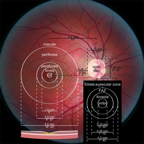 Retina_Dor Shoshan