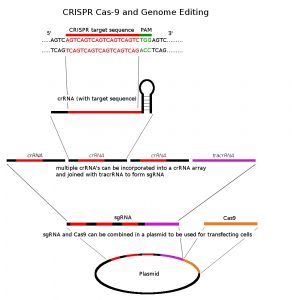 CRISPR_overview