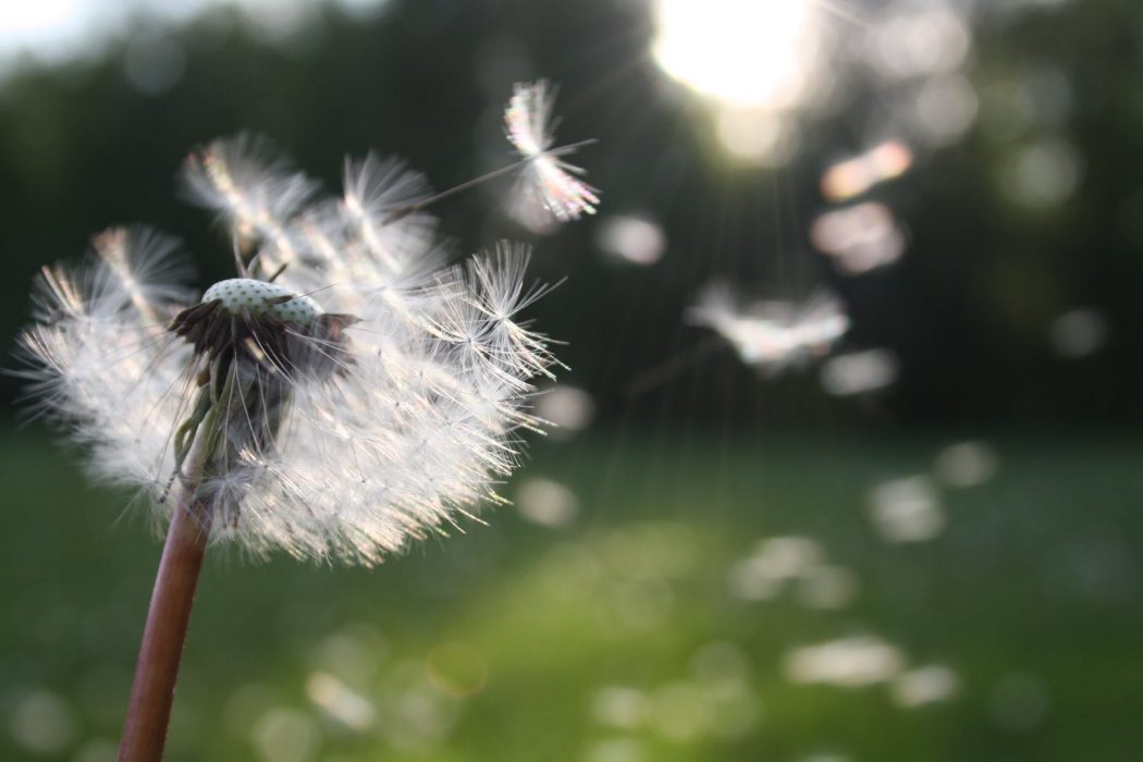 white dandelion flower shallow focus photography